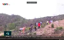Khô hạn- hệ lụy từ tăng nóng rừng trồng