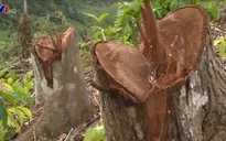 Khó khăn trong công tác quản lý, bảo vệ rừng: Giảm số phụ, tăng mức độ nghiêm trọng