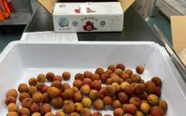 Lô vải đầu tiên của Việt Nam đã chính thức cập bến Nhật Bản