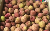 Để được "xuất ngoại", trái vải Việt phải trải qua các công đoạn gì?