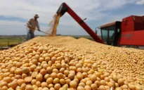 Trung Quốc tăng tốc mua nông sản Mỹ