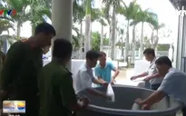 Bạc Liêu: Tiêu hủy 570.000 con tôm giống chưa qua kiểm dịch