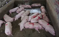 Thịt lợn hơi vẫn ở mức cao, hơn 90.000 đồng/kg