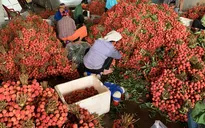 Vải thiều Việt Nam: “Tấn công” thị trường ngoại, chinh phục thị trường nội