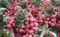 Vải thiều tươi lần đầu tiên xuất sang Trung Quốc qua cửa khẩu tại Móng Cái