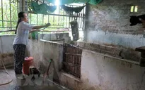 Dịch tả lợn châu Phi tái bùng phát tại Cao Bằng