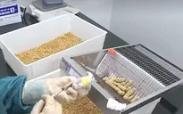 Rút ngắn quy trình để sớm có vaccine phòng COVID-19 "made in Vietnam"