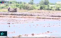 Ninh Thuận khôi phục sản xuất sau đợt hạn nặng nhờ có mưa