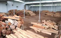 Phát hiện vụ vận chuyển, tàng trữ gỗ trái phép quy mô lớn ở Gia Lai