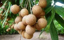 Nhãn Sơn La đủ tiêu chuẩn xuất khẩu đi Mỹ