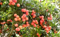 Vải xuất đi Nhật được khử trùng kỹ đến mức nào?