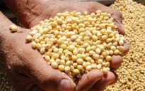 Trung Quốc mua hàng trăm nghìn tấn đậu nành của Mỹ