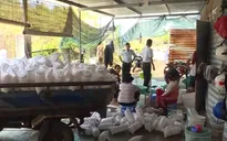 Phát hiện hàng chục triệu con tôm giống không rõ nguồn gốc