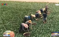 Trải nghiệm đồng ấu lớn nhất miền Tây