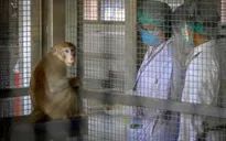 Thái Lan thử nghiệm mẫu vaccine mRNA trên khỉ đuôi ngắn