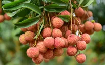 Bắc Giang xây dựng 3 kịch bản tiêu thụ vải thiều