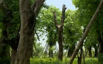 Đánh chuyển hơn 100 cây xanh trên đường Kim Mã: Cứ thế là... xong?