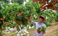 Bộ Công Thương hỗ trợ quảng bá hình ảnh và kết nối giao dịch xuất khẩu vải thiều