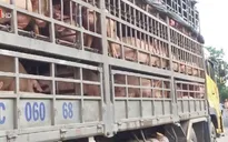 Kiểm soát lợn tại cửa khẩu: Nhiều bất thường và khuất tất