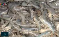 Xuất khẩu nông sản ĐBSCL sẽ bứt phá nhờ EVFTA