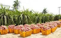 Thanh long đầu vụ rớt giá thảm