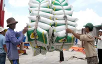 Giá gạo Việt lập đỉnh