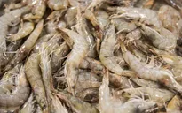 Trung Quốc phát hiện virus SARS-CoV-2 trên bao bì tôm nhập khẩu