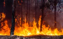 Công nghệ giúp phát hiện và cảnh báo cháy rừng sớm