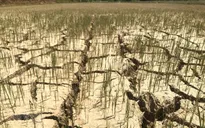 Nghệ An xác nhận thiên tai do nắng nóng