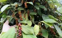 Bộ Công thương hỗ trợ doanh nghiệp Việt Nam giải quyết khó khăn do Nepal tạm ngừng nhập khẩu hồ tiêu