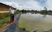 Muôn kiểu trại lợn xả thải: Ở đâu có trại lợn, ở đó có ô nhiễm