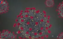 Mỹ xác định gene quan trọng trong kháng thể virus SARS-CoV-2