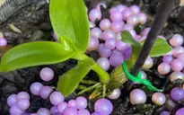 Hé lộ nguyên nhân khiến thị trường lan đột biến sôi động sau dịch COVID-19