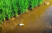 Hai người tử vong nghi do dùng điện bẫy chuột