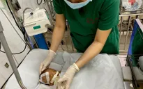 Bé sơ sinh bị bỏ rơi tại cổng chùa với nhiều vết tiêm chích, hôn mê
