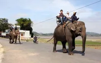 Dừng hoạt động cưỡi voi sau sự cố làm 2 du khách bị thương do ngã