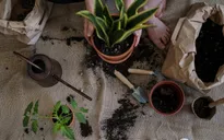 Cách cực đơn giản để có mảnh vườn nhỏ trong nhà