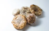 Dân mạng buôn gì: Mì tôm không cần bao bì hay bánh gato nghệ thuật?