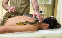 Massage lửa, thả rắn trên lưng,... 6 spa kỳ dị nhất thế giới ít ai dám thử