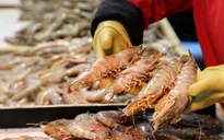 Trung Quốc phát hiện nhiều mẫu chứa virus SARS-CoV-2 tại một doanh nghiệp thủy sản