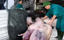 Thái Lan giảm xuất khẩu thịt lợn