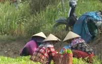 Nắng hạn, người nông dân phải lấy tiền bán rau bù tiền điện