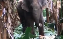 Voi rừng liên tục xuất hiện ở Đồng Nai
