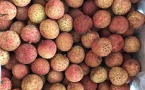 Vải thiều Việt vượt biển tới Nhật Bản, giá 200.000/kg
