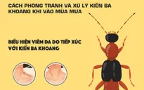 [INFOGRAPHIC] Mẹo phòng tránh và xử trí kiến ba khoang khi vào mùa mưa