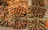 Chật vật giữ nghề trong làng rọ tôm