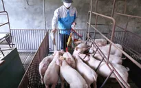 Cuối năm nay, tổng đàn lợn sẽ tương đương trước khi có dịch