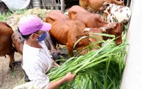 Cấm chăn nuôi gia súc, gia cầm trong nội thành Hà Nội