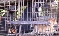Campuchia cấm thịt chó tại Siem Reap, người vi phạm có thể bị phạt 5 năm tù