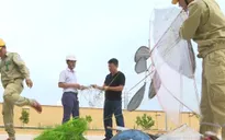 Vô tư thả diều khiến toàn thành phố mất điện, thiệt hại hàng tỷ đồng